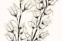 Campanulas X-Ray on White © Harold Davis