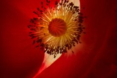 Corn Poppy © Harold Davis
