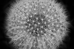 Dandelion in Calvignac B © Harold Davis