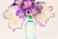 Fantastic Iris © Harold Davis