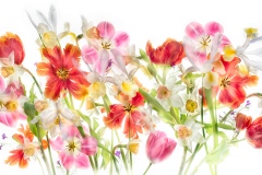 Flowers of Spring's Desire  © Harold Davis