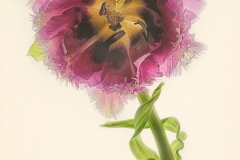 Frilly Tulip © Harold Davis