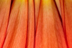 Gerbera Petals © Harold Davis