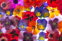 Glory of the Garden © Harold Davis