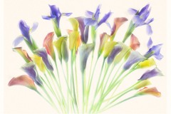 Irises and Calla Lillies © Harold Davis