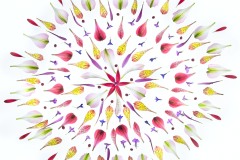Mandala (White) © Harold Davis