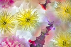 Peonies and Poppies © Harold Davis