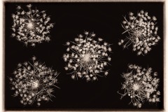 Queen Anne's Lace © Harold Davis