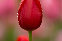 Red Tulip, Giverny © Harold Davis