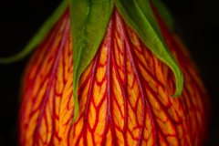 Red Vein Indian Mallow © Harold Davis