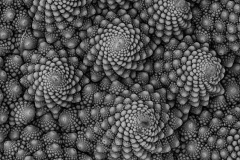Romanesco Broccoli © Harold Davis