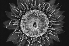 Sunflower X-Ray © Harold Davis