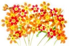 Too Many Tulips Are Not Enough © Harold Davis