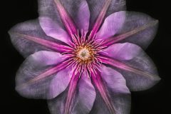 Clematis on Black