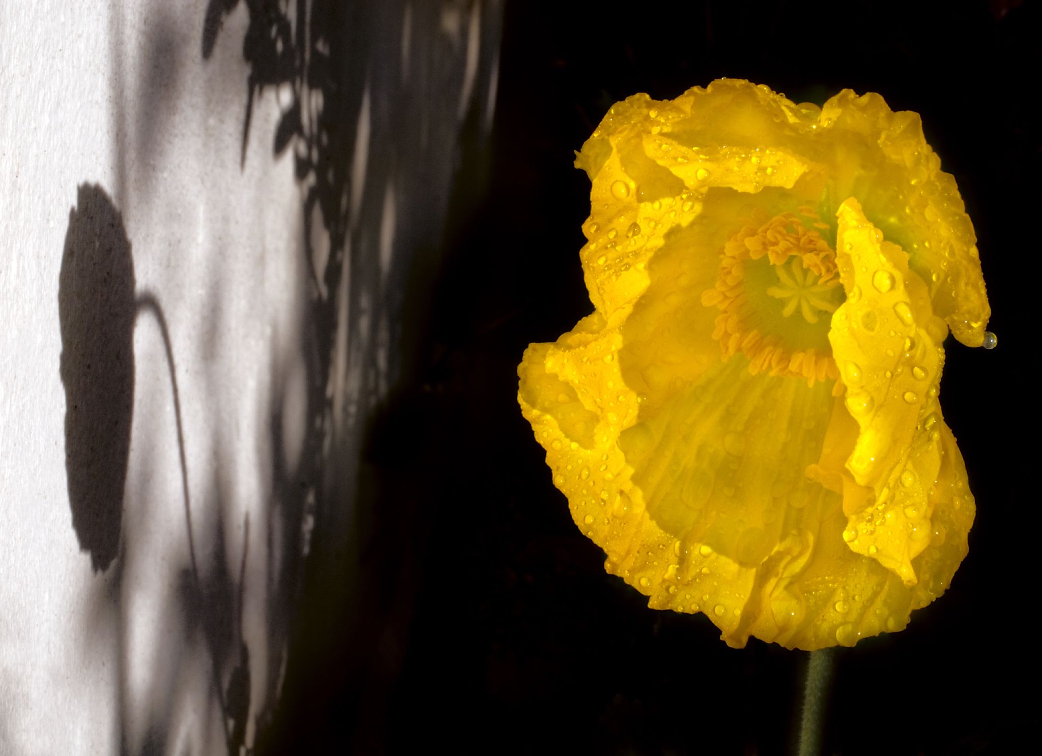 c48-Papaver_and_Shadow_752