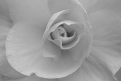 Begonia © Harold Davis