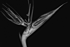 Bird of Paradise X-Ray © Harold Davis