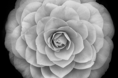 Camellia japonica