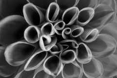 Dahlia Doodles © Harold Davis