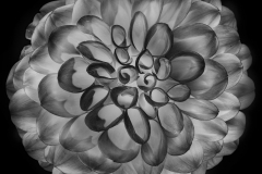Black Dahlia © Harold Davis