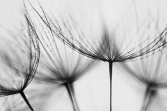 Gone to Seed 1 Monochrome on White © Harold Davis