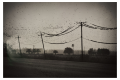 Murmuration © Harold Davis