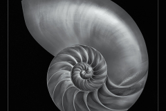 Nautilus © Harold Davis
