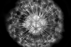 Nucleus 1 (on Black) © Harold Davis