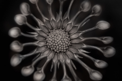 Osteospermum in Black and White © Harold Davis