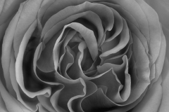 Rose Center Curves © Harold Davis