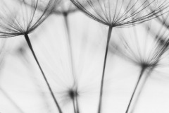 Seeds Above! © Harold Davis