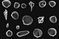 Shell Collection X-Ray © Harold Davis