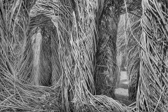 Windows in a Willow Twig House © Harold Davis