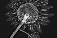 X-Ray, Sunflower © Harold Davis