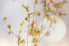 Apple Blossoms Daze © Harold Davis
