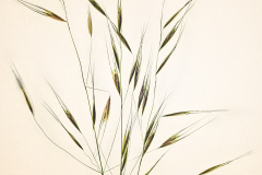 Blades of Grass Variation A © Harold Davis