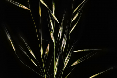 Blades of Grass Variation B © Harold Davis
