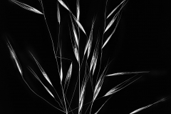 Blades of Grass Variation C © Harold Davis