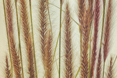 Decorative Grasses Variation A © Harold Davis