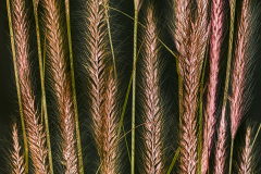 Decorative Grasses Variation B © Harold Davis