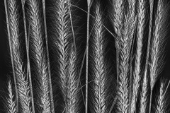 Decorative Grasses Variation C © Harold Davis
