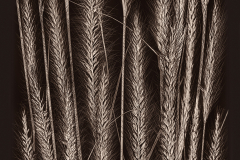 Decorative Grasses Variation D © Harold Davis