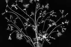 Oxalis A © Harold Davis