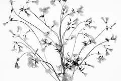Oxalis B © Harold Davis
