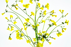 Oxalis C © Harold Davis
