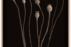 Papaver Seed Stalks © Harold Davis