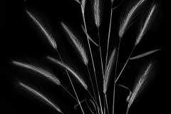 Street Grasses Inverted on Black © Harold Davis