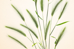 Street Grasses on a Paper Background © Harold Davis