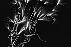 Summer Grass