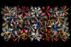 Stars of Petals on Black Variaition 2 © Harold Davis